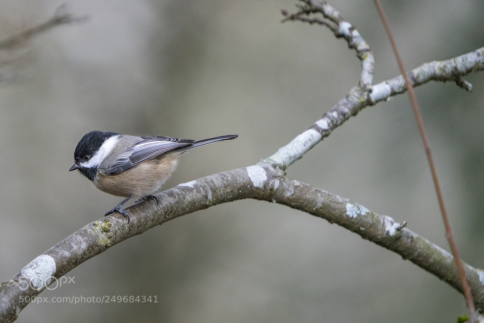 Sony a7R III sample photo. Wild chickadee photography
