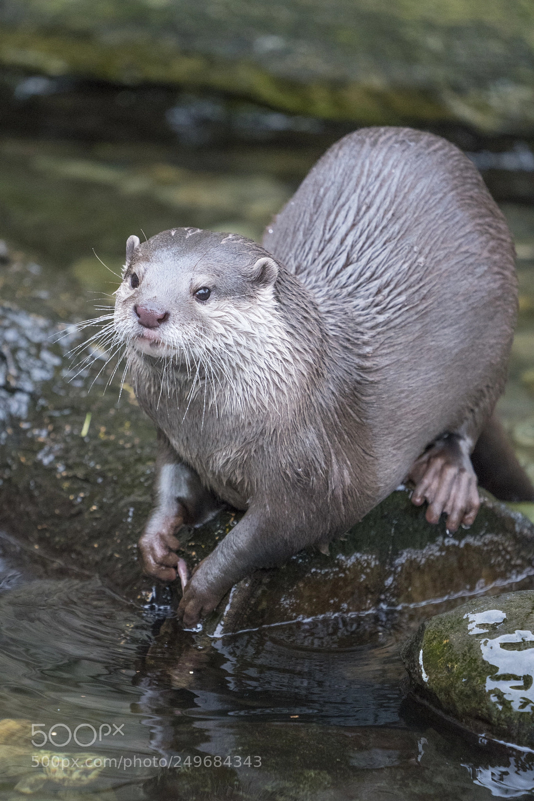 Sony a7R III sample photo. Small-clawed otter photography