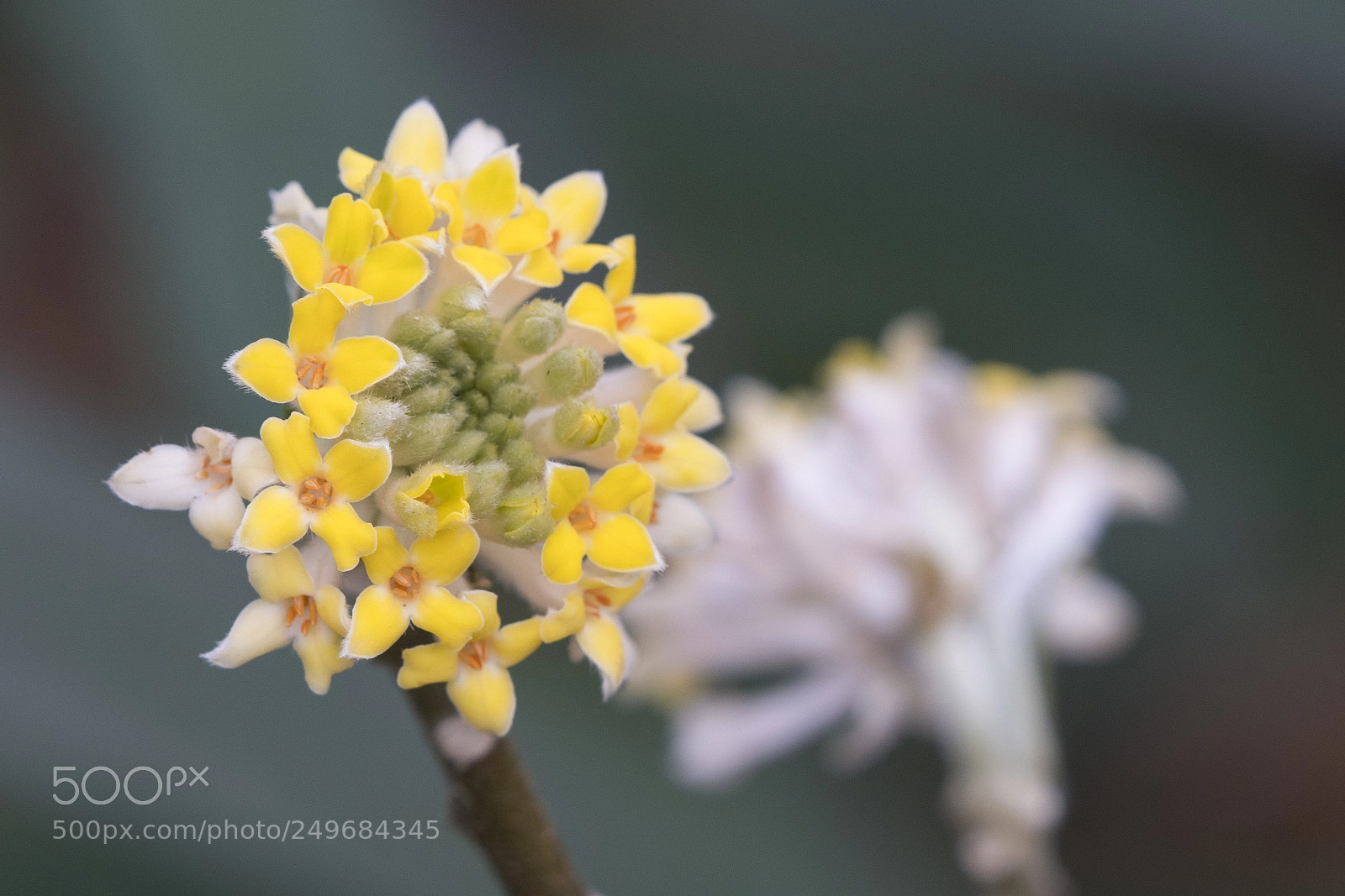 Sony a7R III sample photo. Spring blossoms photography