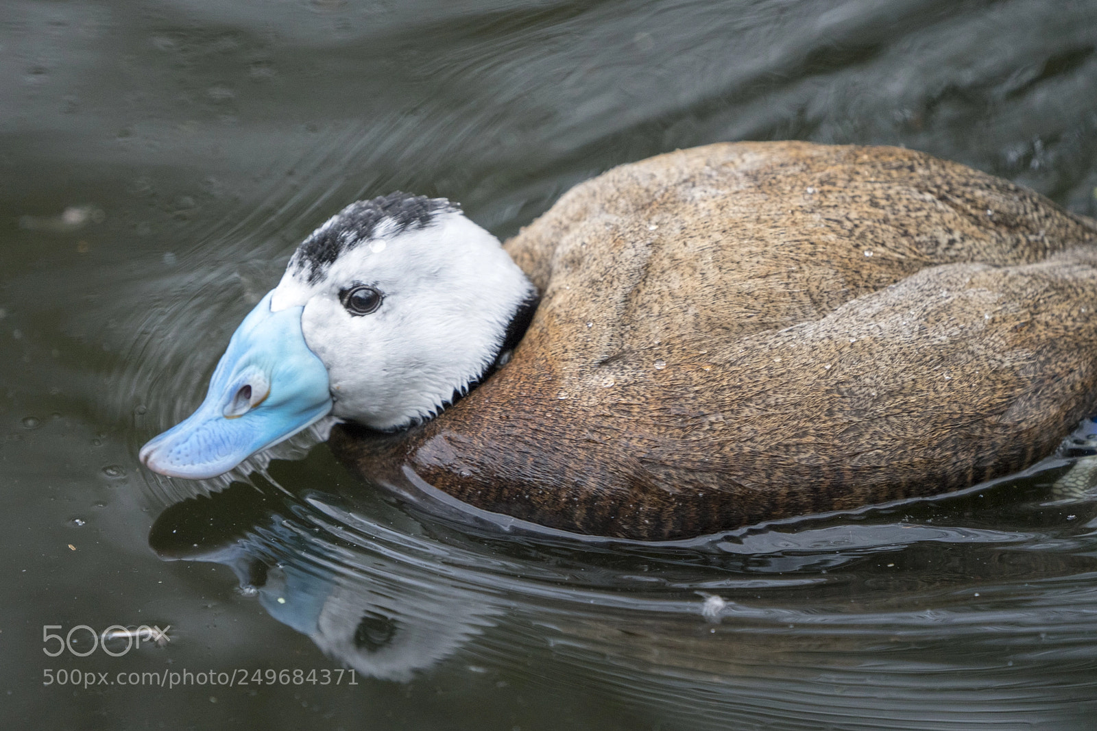 Sony a7R III sample photo. Ruddy duck photography