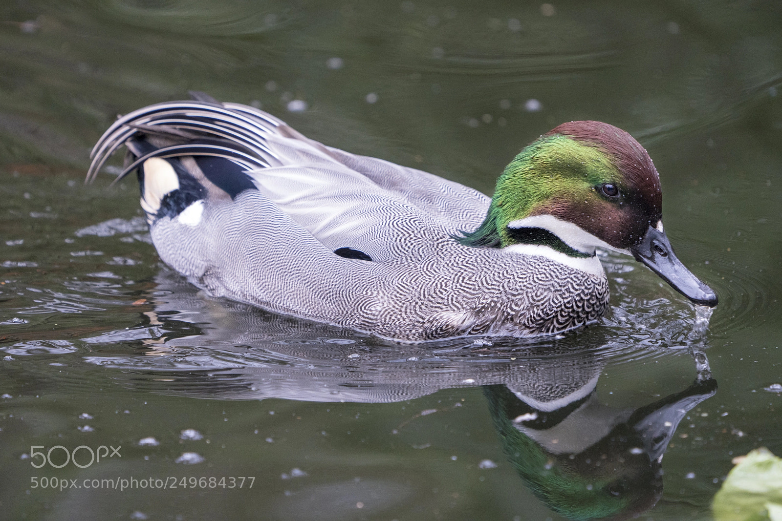 Sony a7R III sample photo. Male falcated duck photography