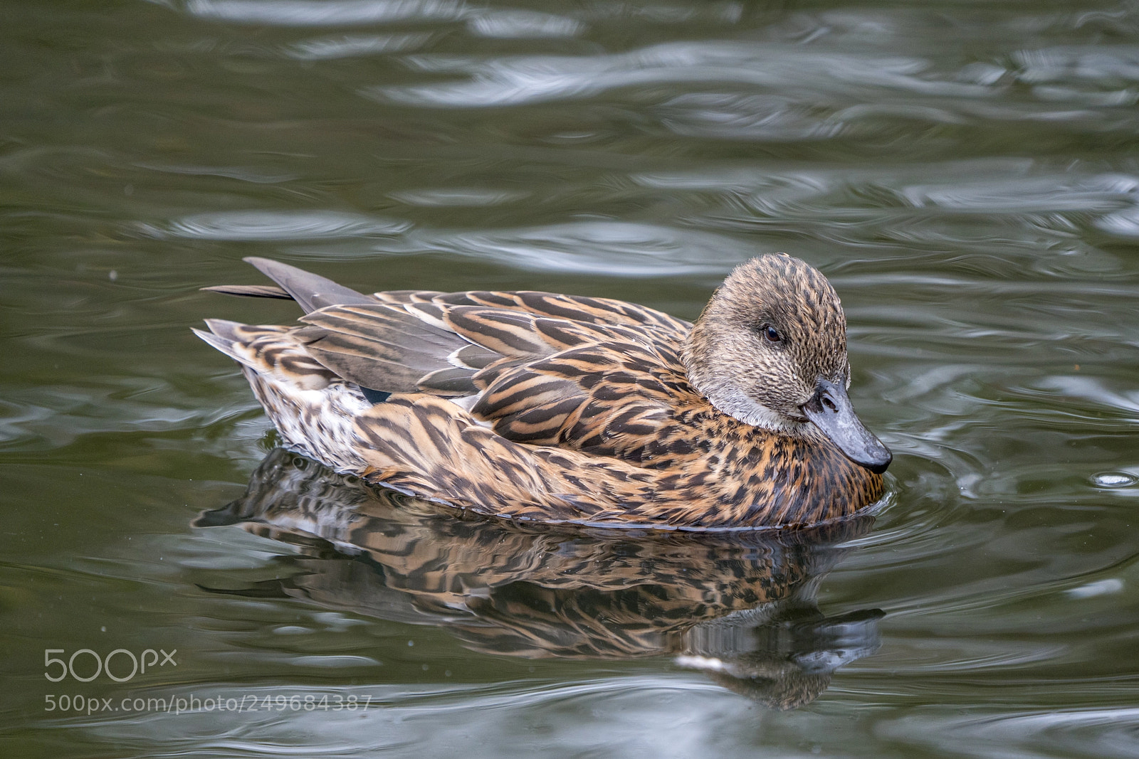 Sony a7R III sample photo. Female falcated duck photography