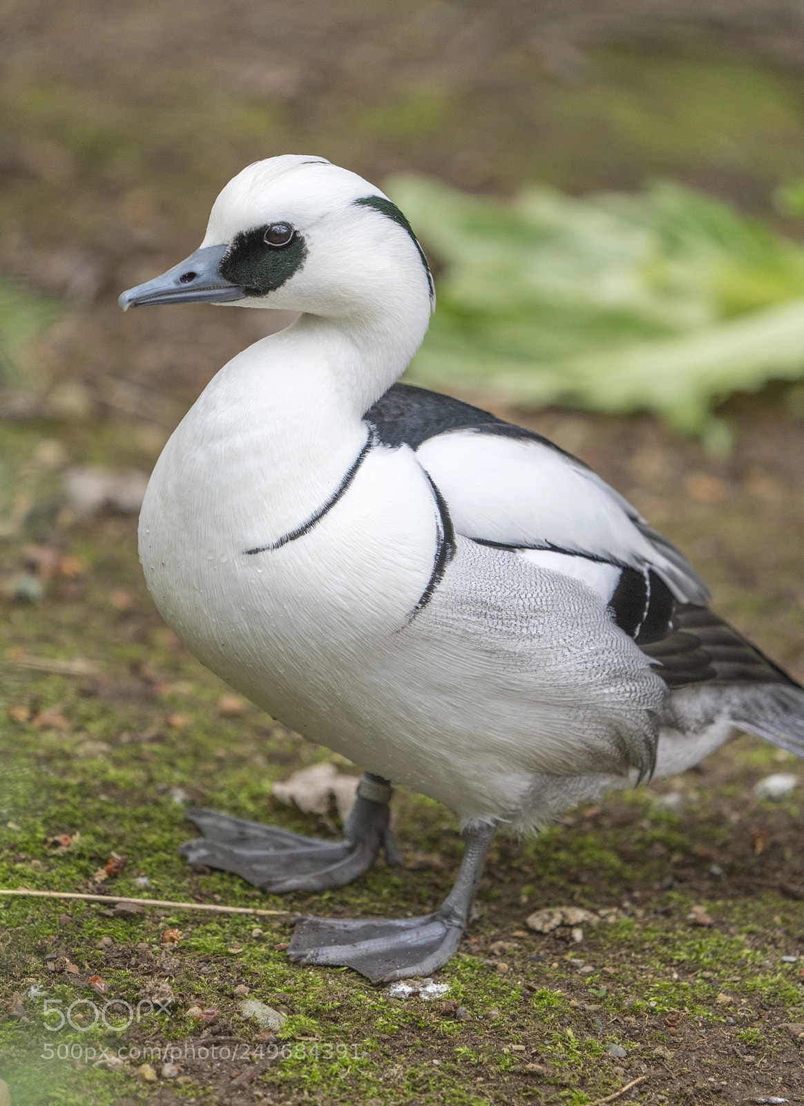 Sony a7R III sample photo. Smew photography