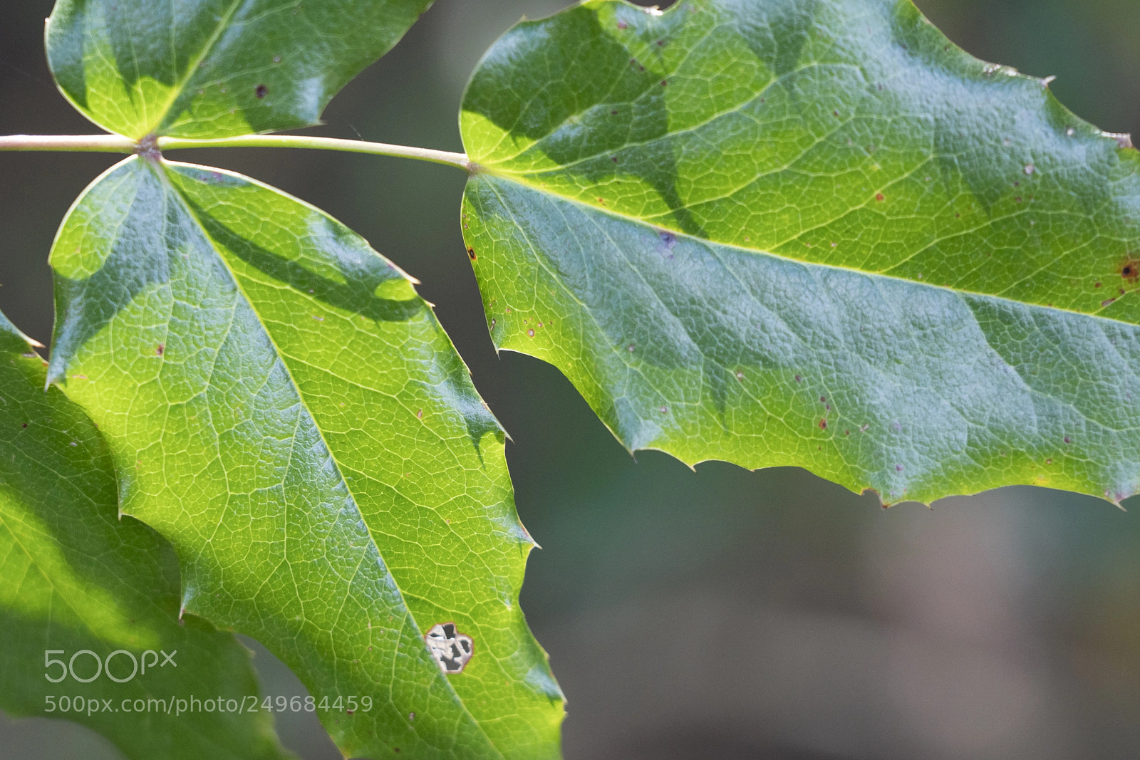Sony a7R III sample photo. Spring oregon grape photography