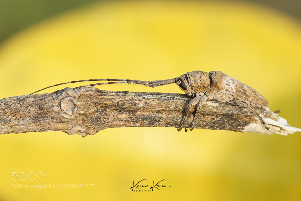 Sony a99 II sample photo. Long horned beetle ! photography