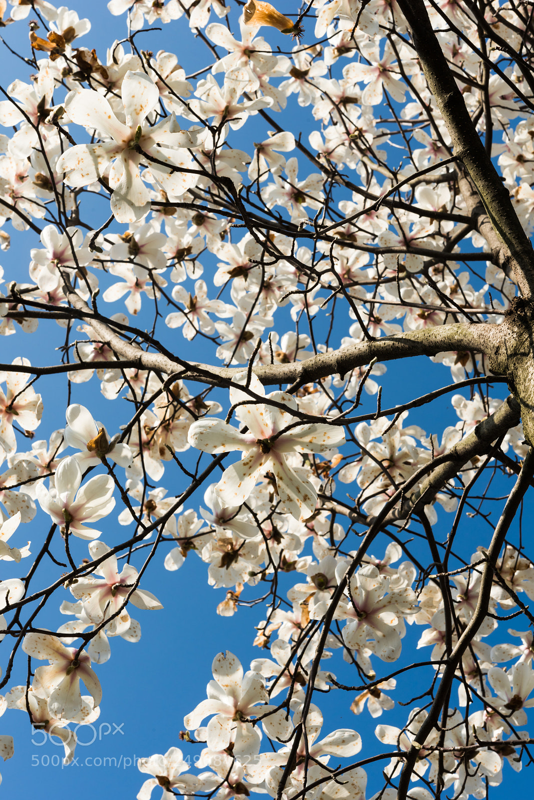 Nikon D810 sample photo. Flowers千树万树梨花开 photography