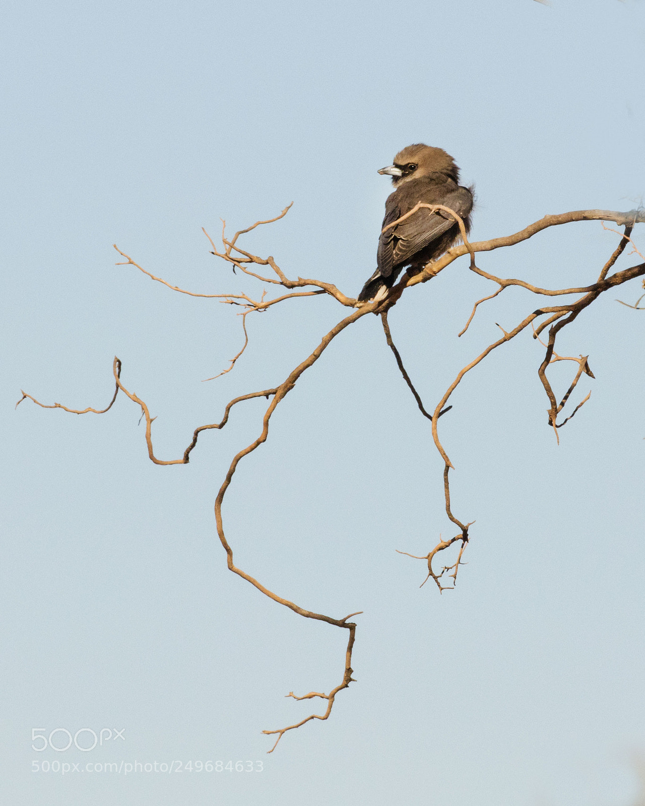 Canon EOS 5DS sample photo. Black faced woodswallow alice photography