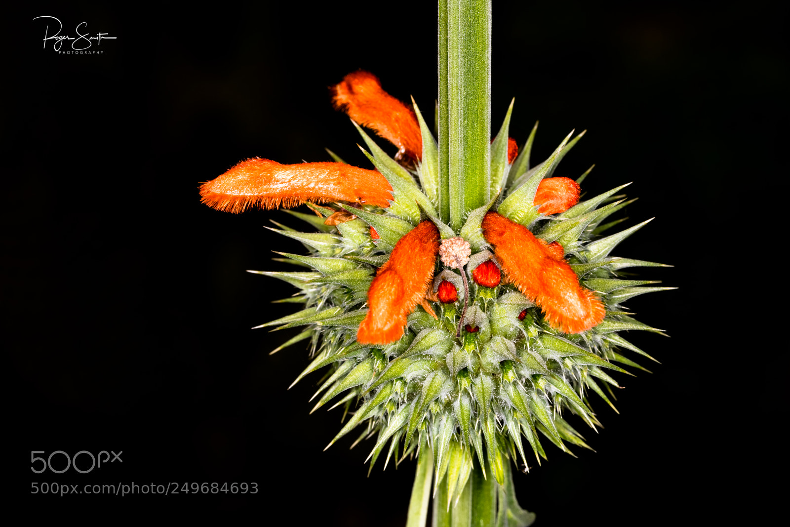 Canon EOS 5D Mark IV sample photo. Desert bloom photography