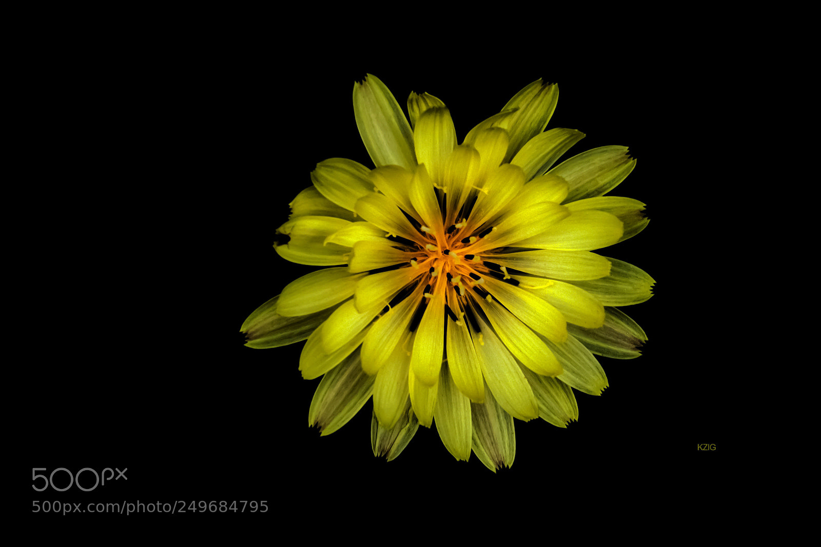 Nikon D3400 sample photo. Yellow wildflower photography