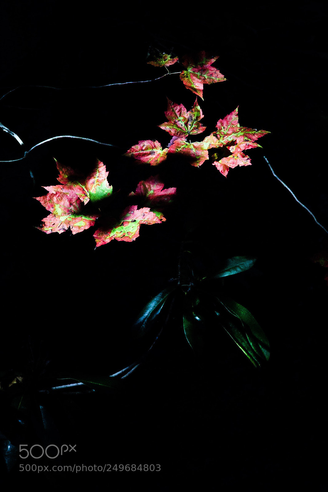 Canon EOS 60D sample photo. In the light photography