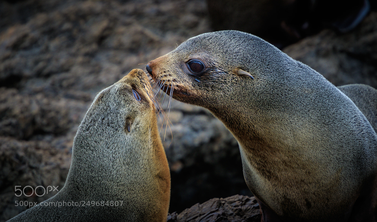 Canon EOS 7D Mark II sample photo. Fur seals, cape palliser photography