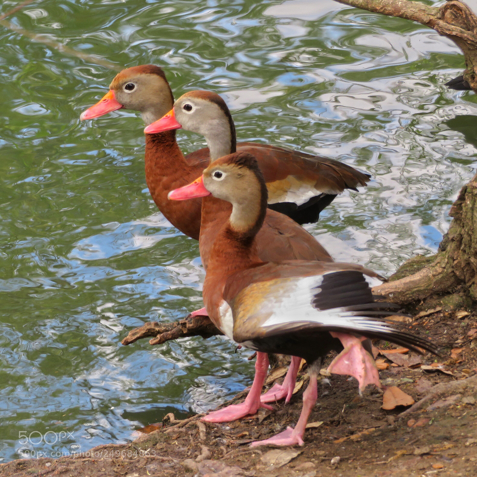 Canon PowerShot SX720 HS sample photo. Three black-bellied whistling ducks photography
