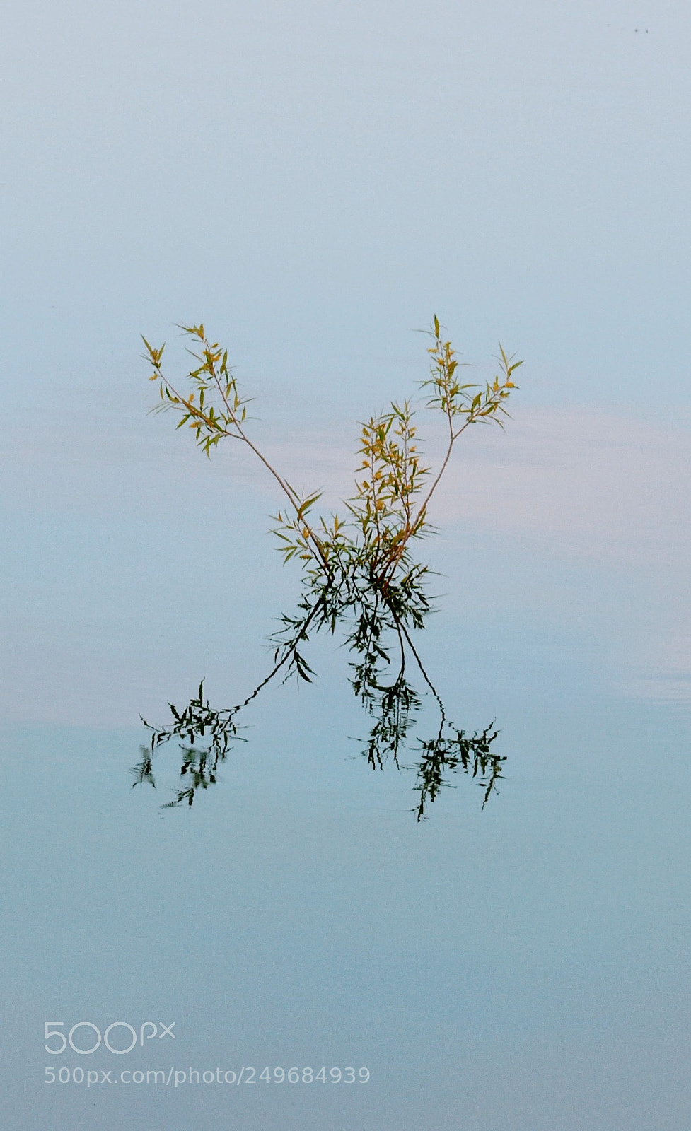 Nikon D5600 sample photo. Water mirror photography