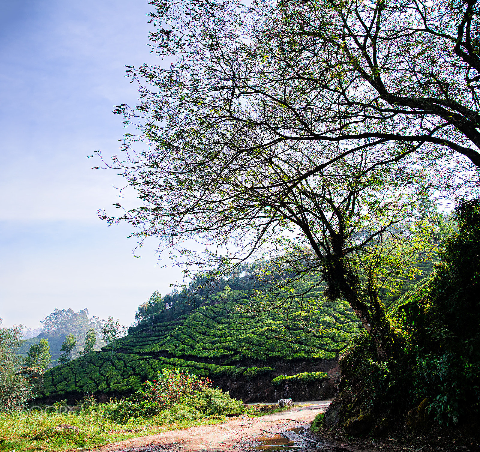Nikon D300 sample photo. Trees & tea photography