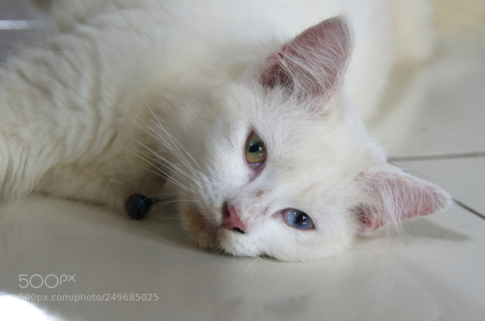 Nikon D3 sample photo. Sleepy odd-eyed cat who's photography