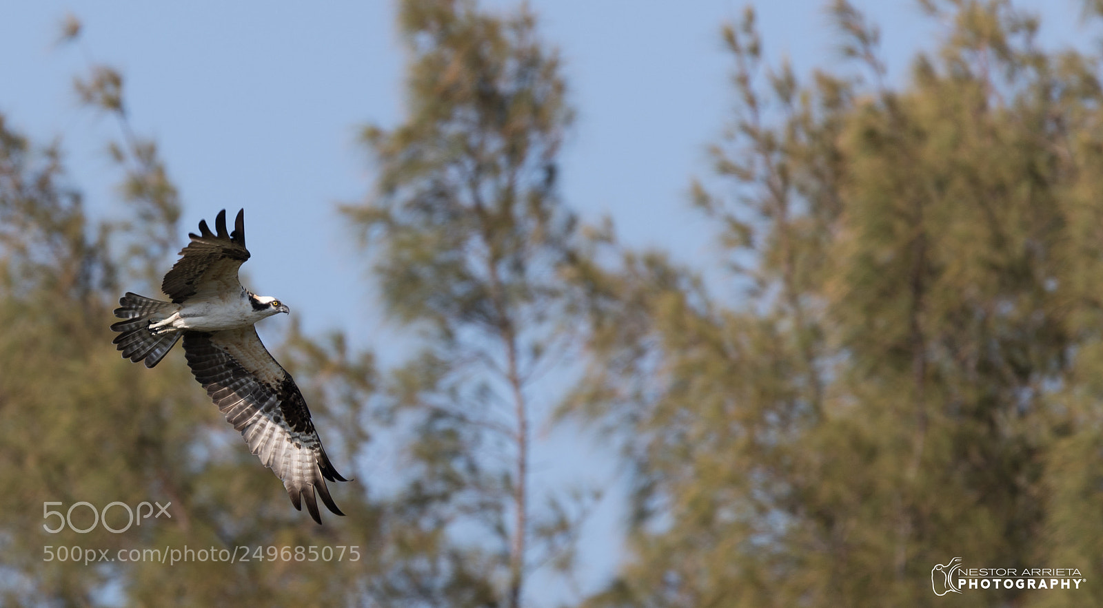 Canon EOS-1D X Mark II sample photo. Osprey photography