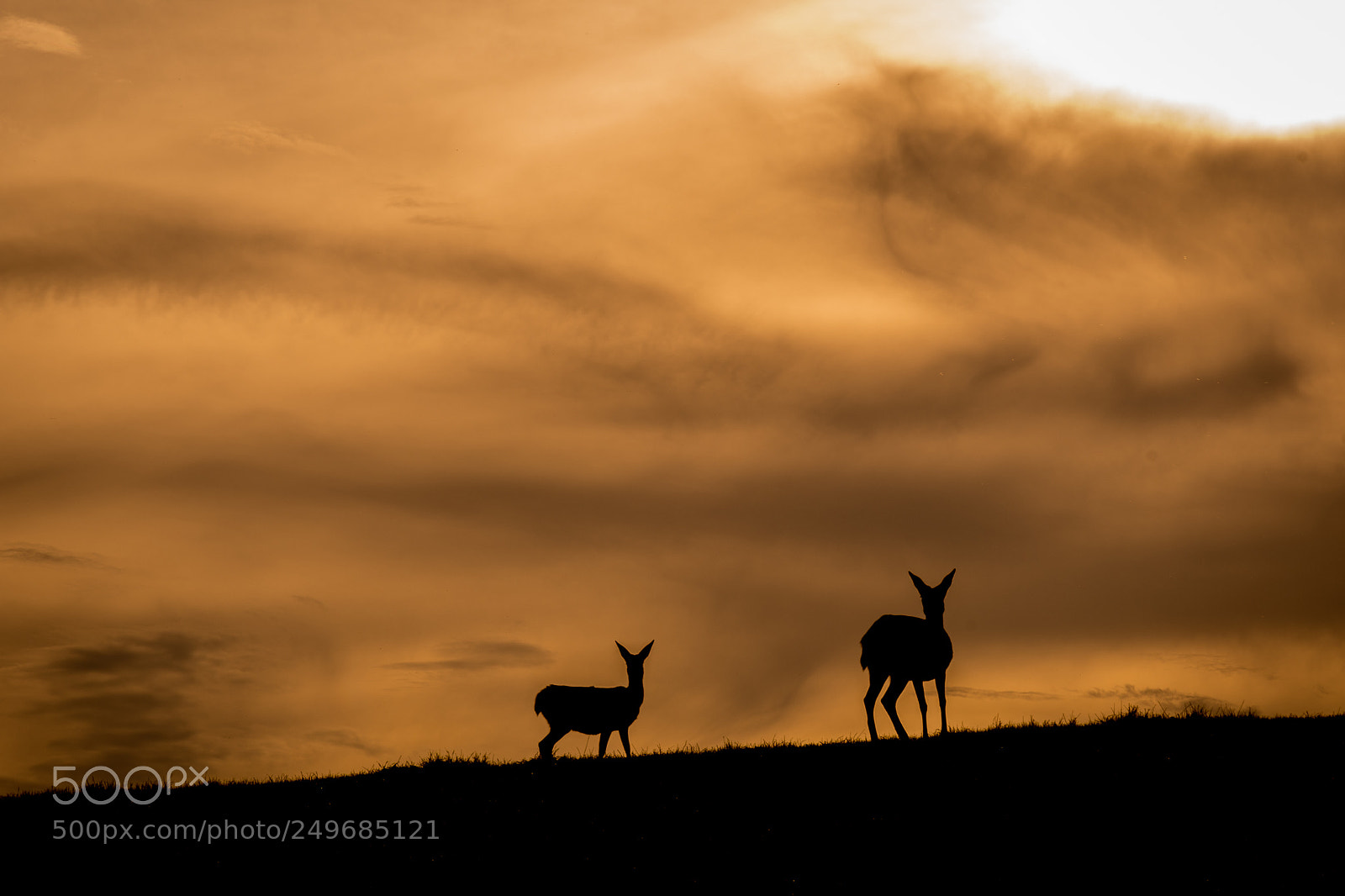 Nikon D500 sample photo. Oh deer! photography