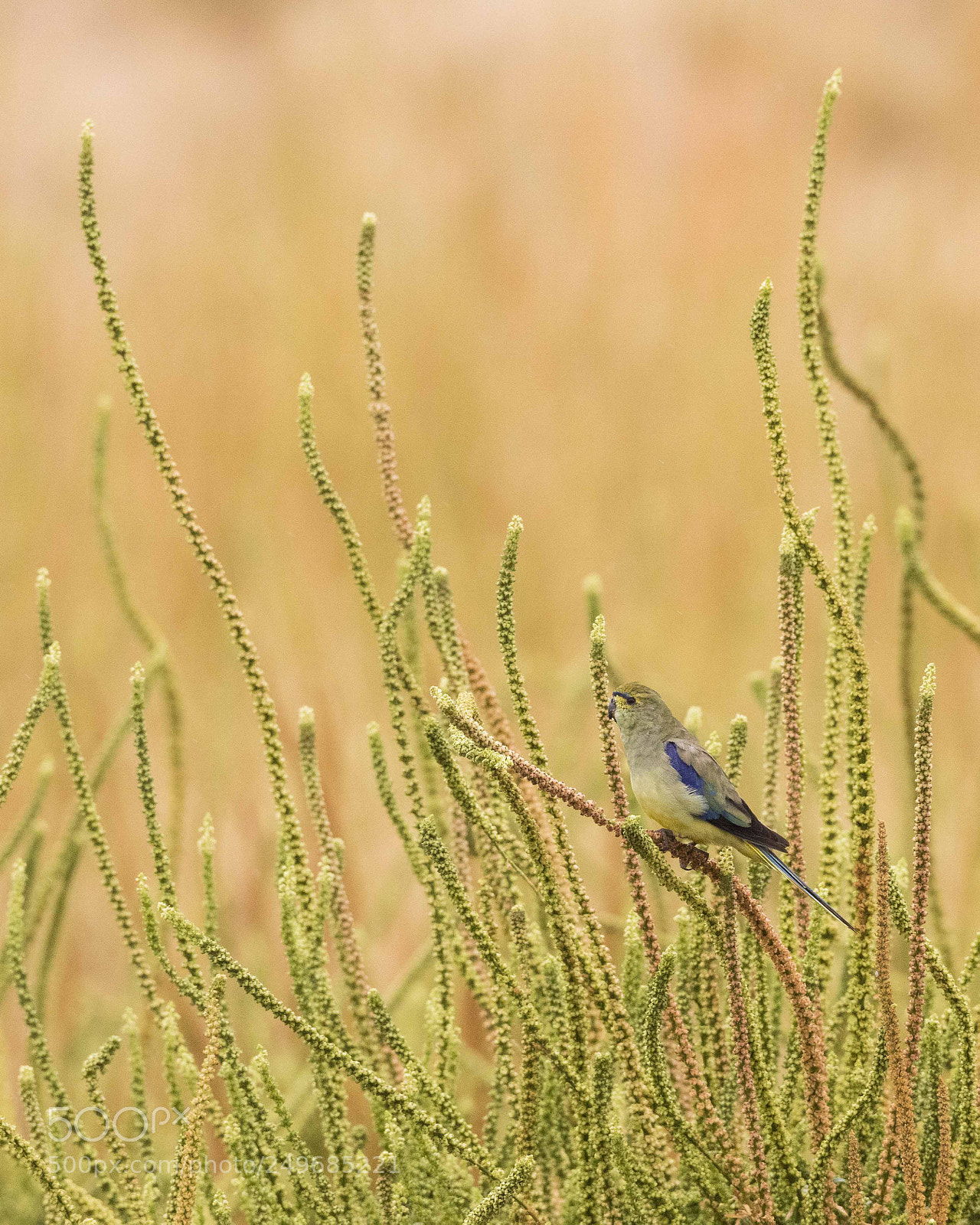 Canon EOS 5DS sample photo. Blue winged parrot, new photography