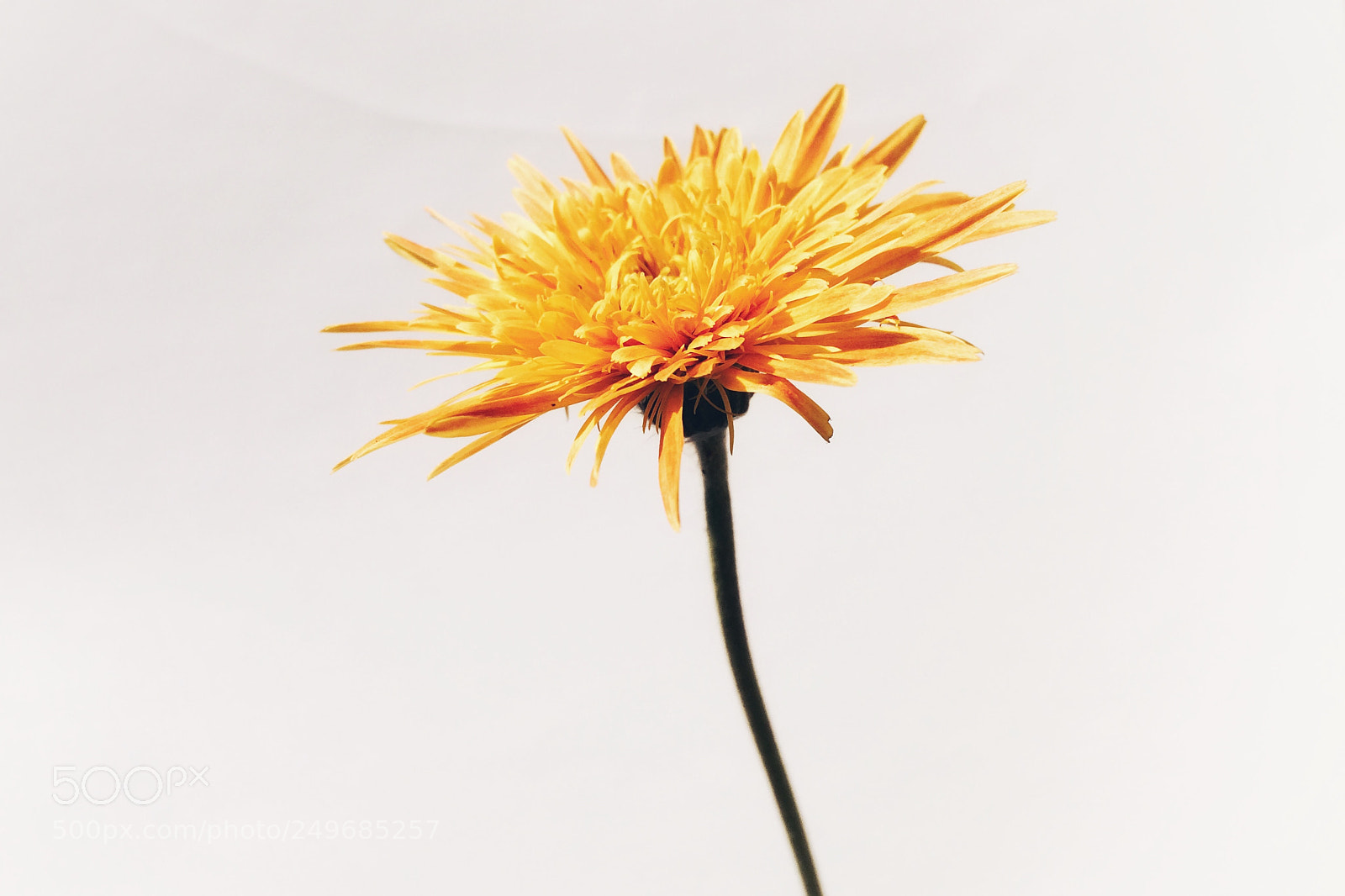 Apple iPhone 5s sample photo. Babandesia photography