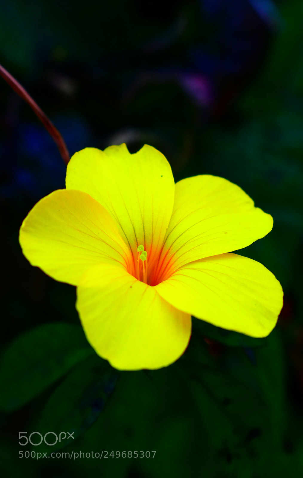 Nikon D5600 sample photo. Yellow flower photography