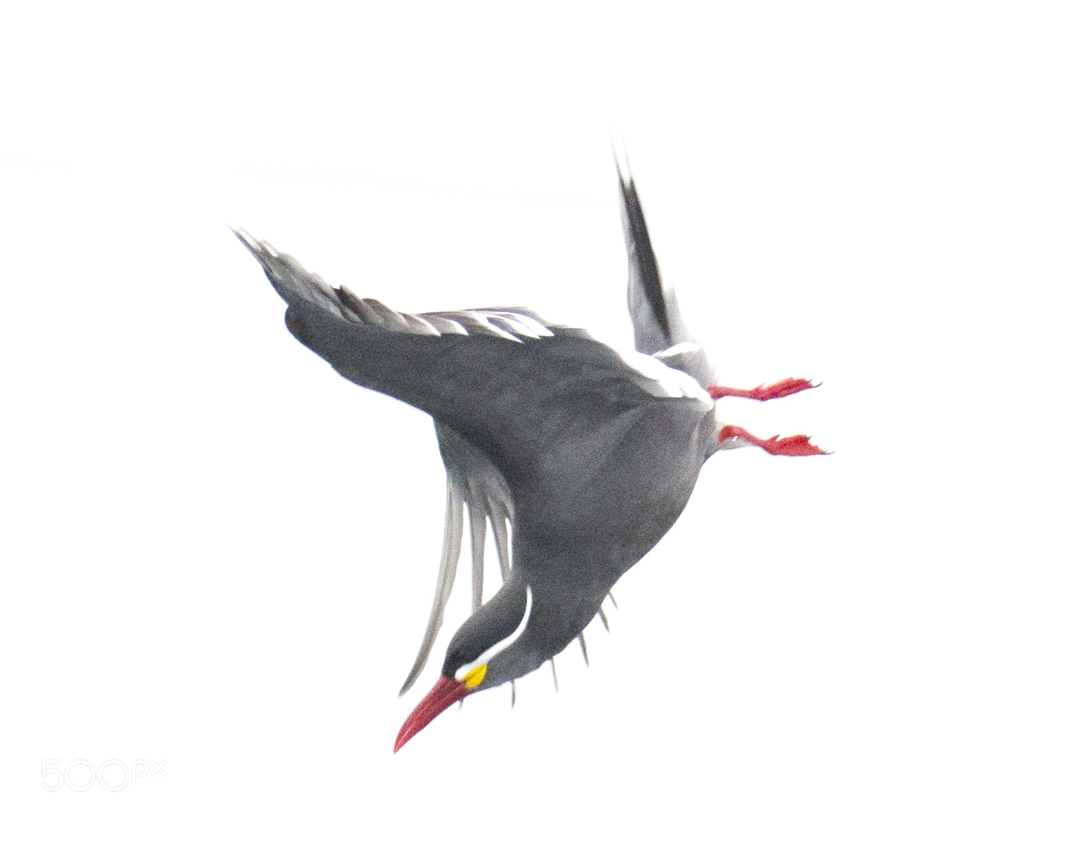 Nikon D800 sample photo. Inca tern plunge diving photography