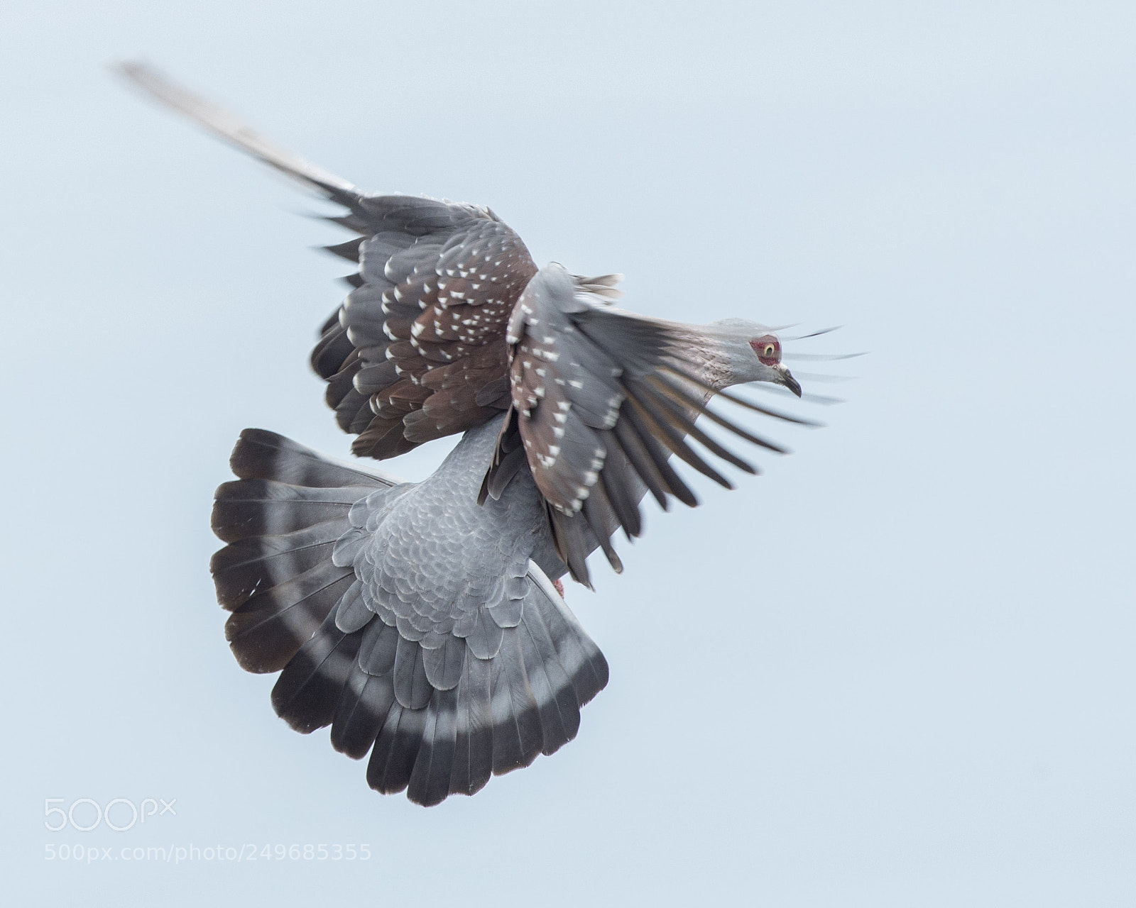 Nikon D800 sample photo. Speckled pigeon in flight photography
