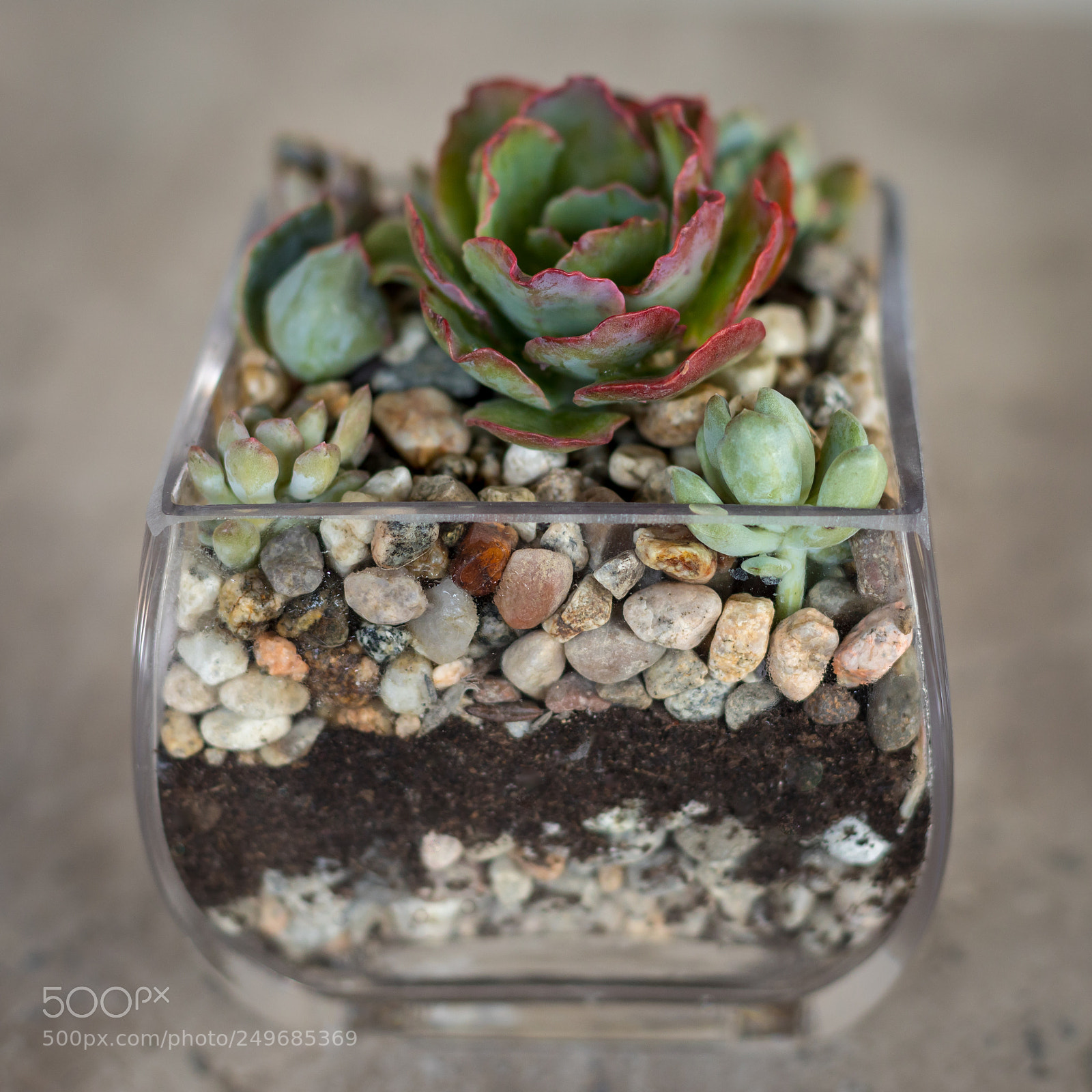 Canon EOS 5D Mark IV sample photo. Mini succulent garden photography