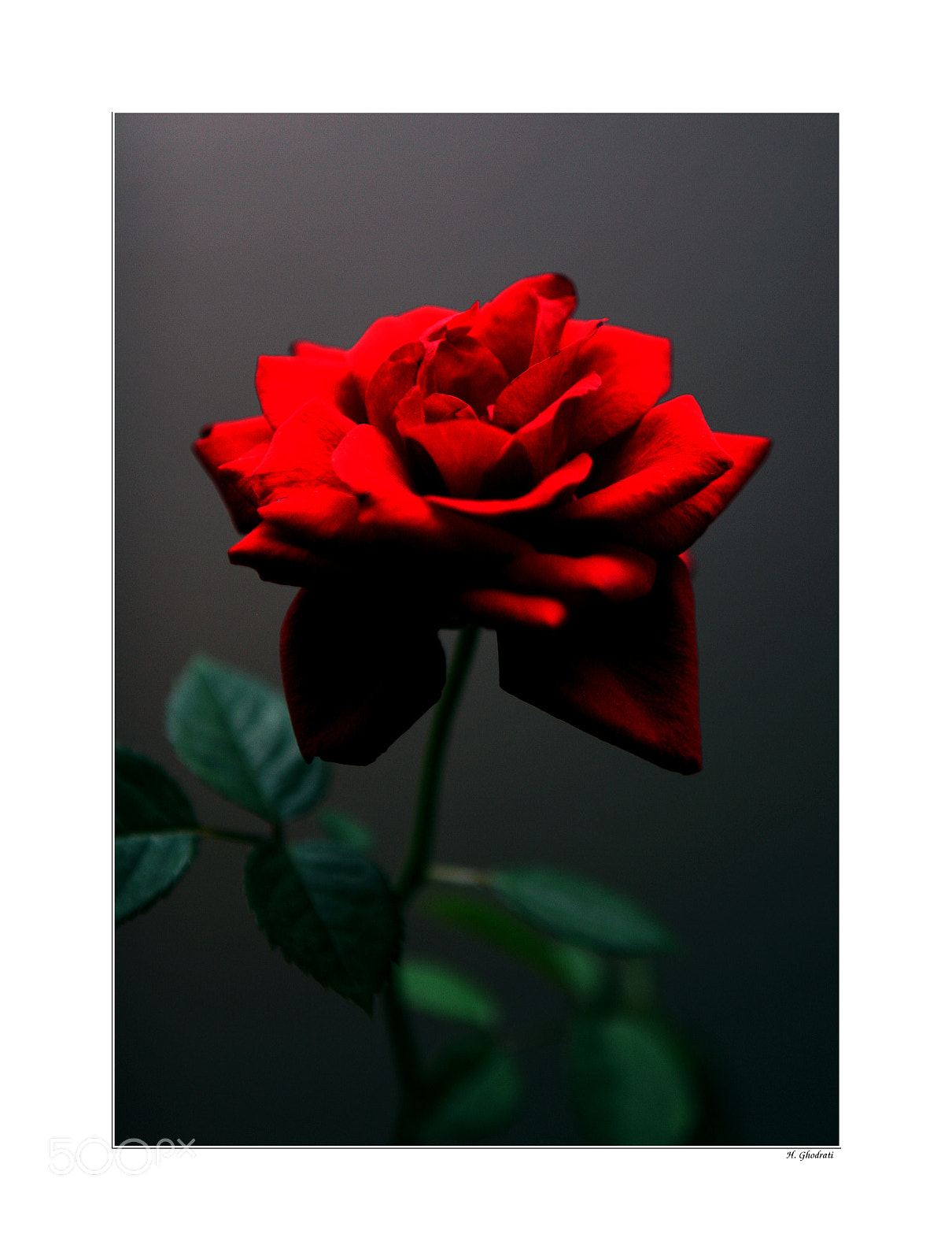 Canon EOS 20D sample photo. Rose photography