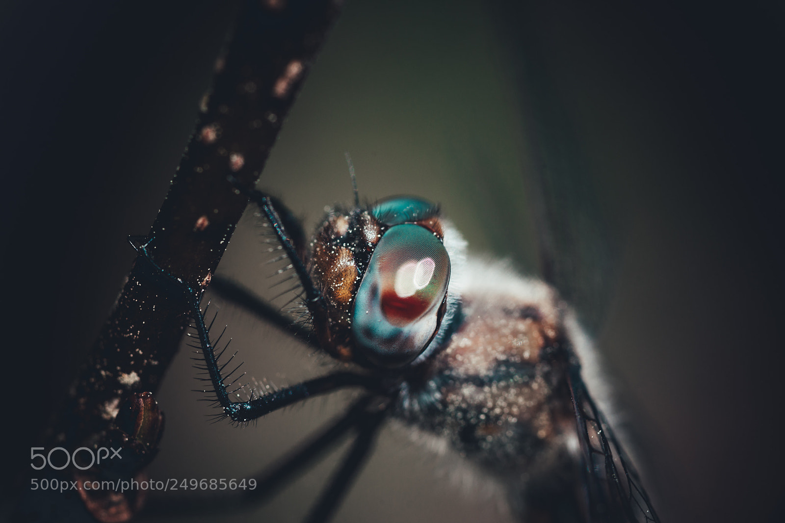 Sony Alpha DSLR-A900 sample photo. Dragonfly photography
