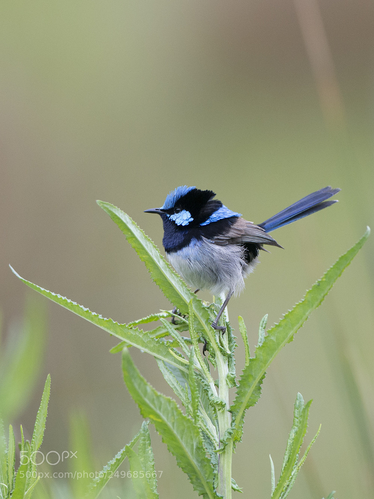 Nikon D800 sample photo. Superb fairywren, male, kettering photography