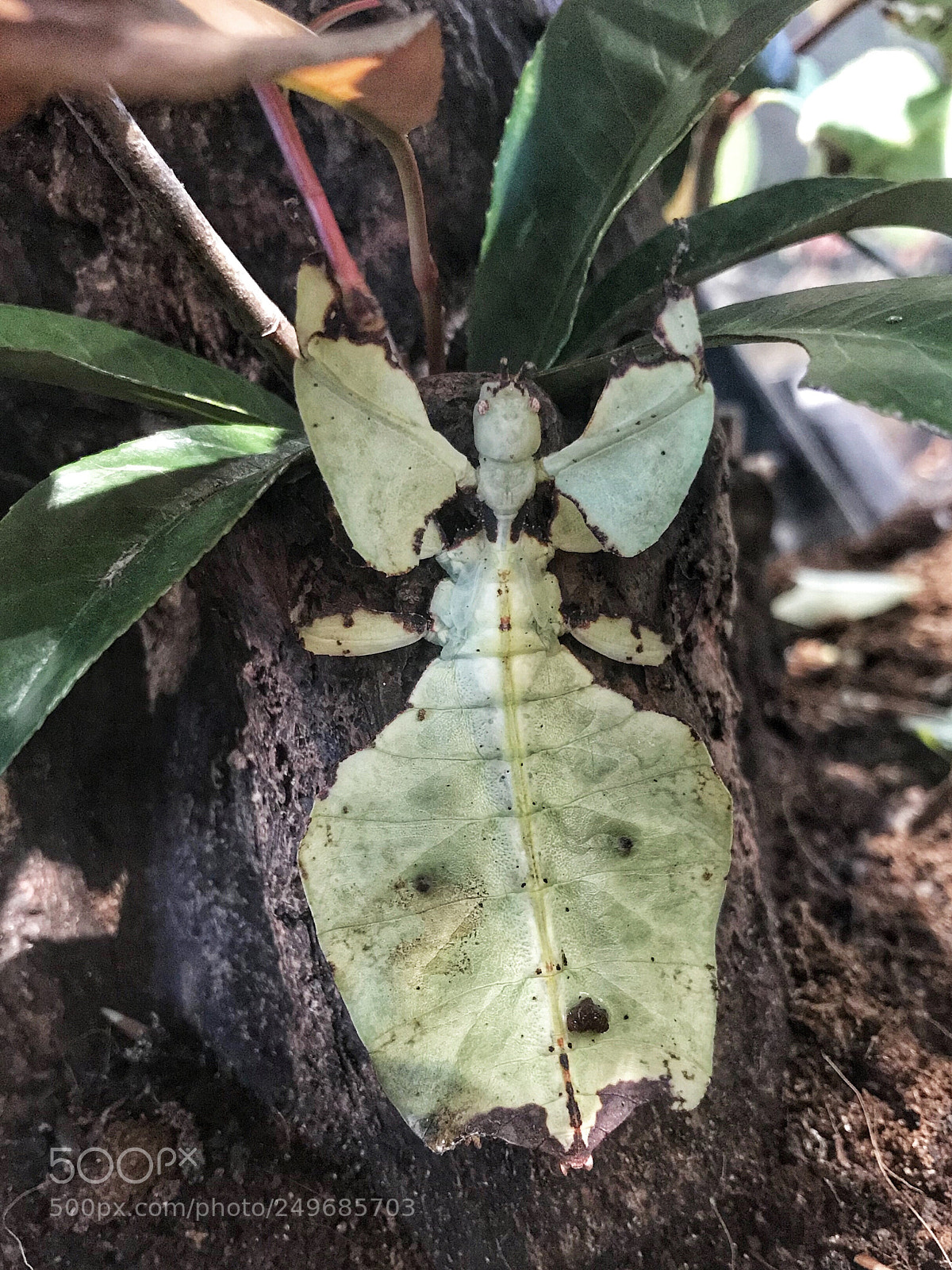 Apple iPhone 7 sample photo. Leaf mantis photography