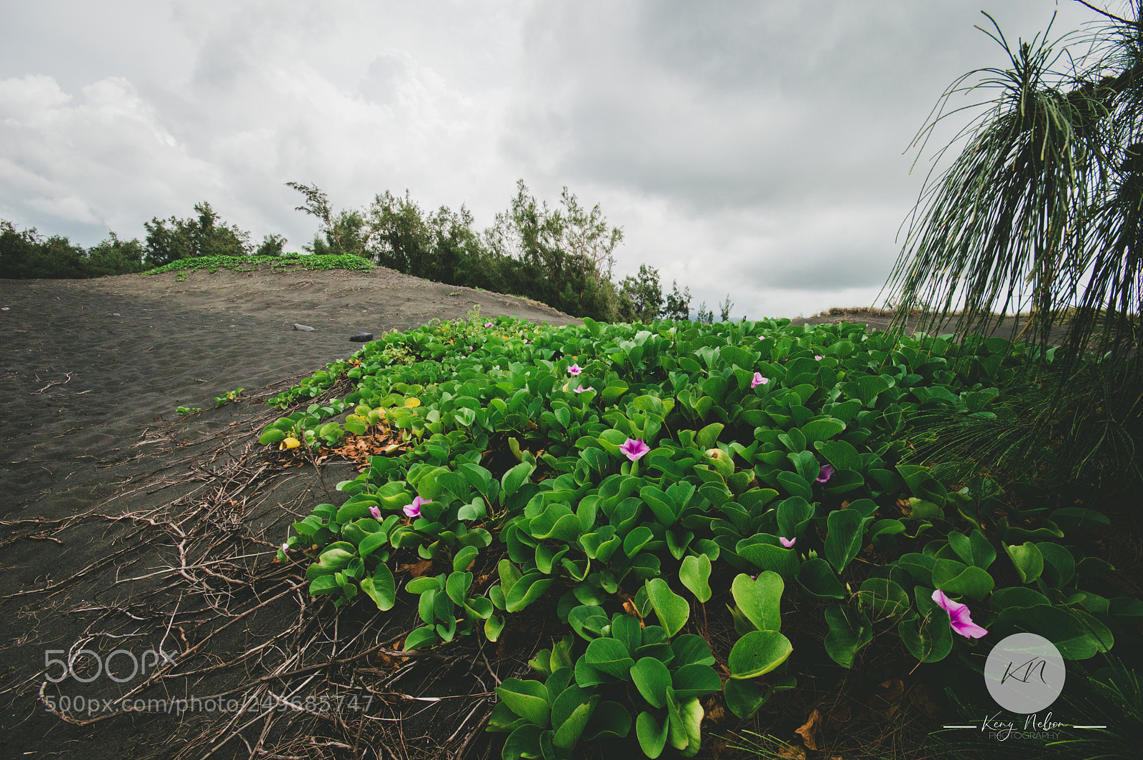 Nikon D3200 sample photo. étang-salé photography