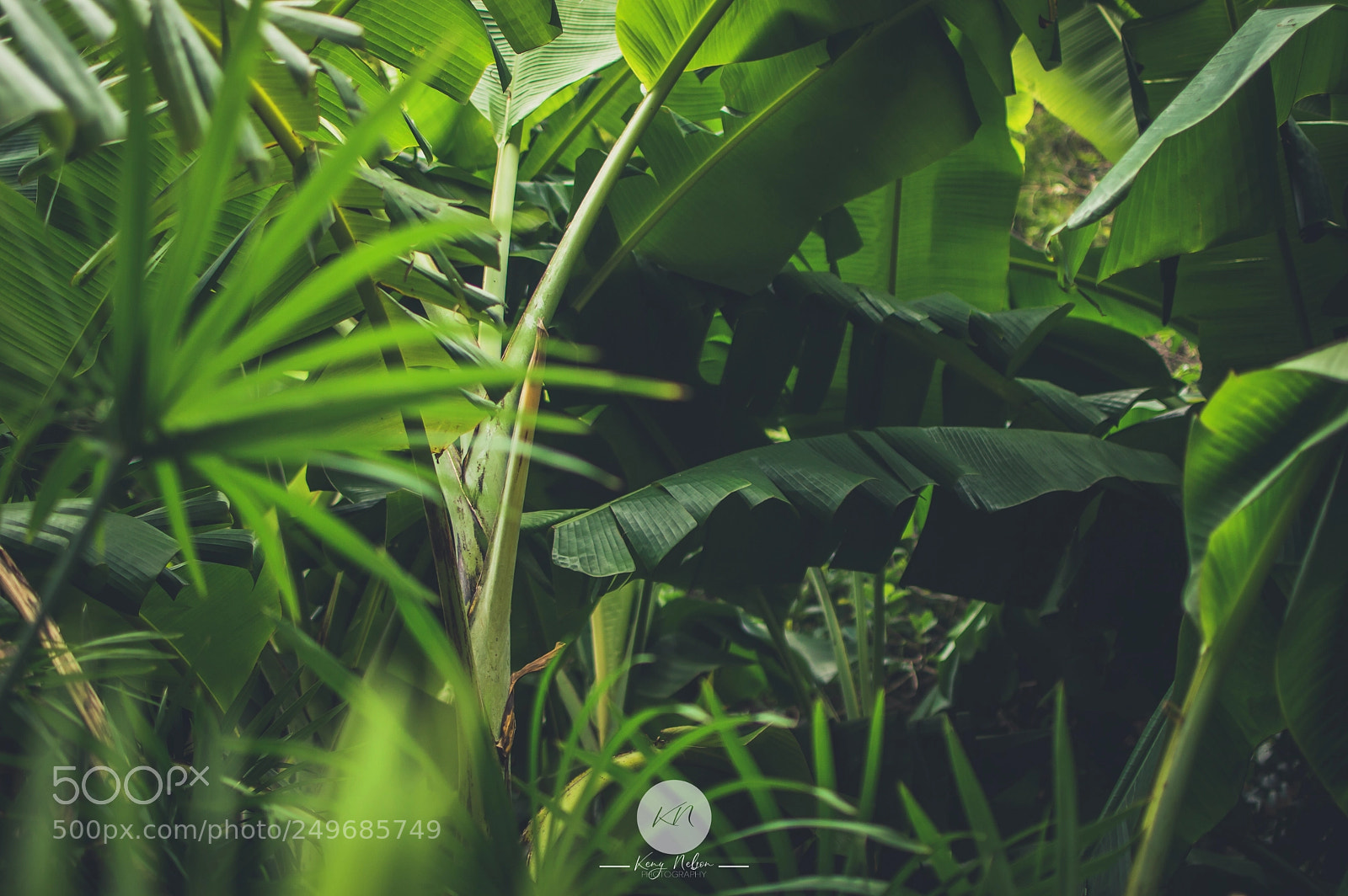 Nikon D3200 sample photo. Tropical forest photography