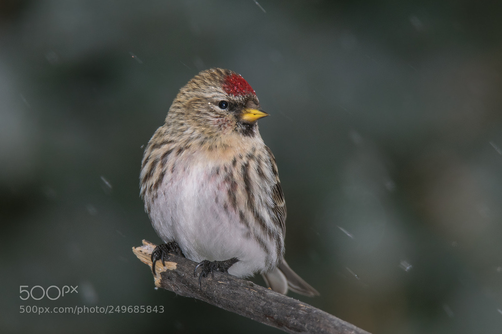 Nikon D5300 sample photo. Spring redpoll photography