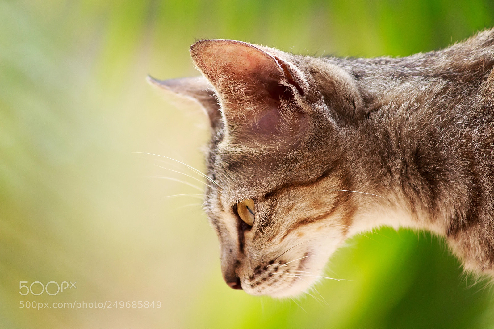 Canon EOS 700D (EOS Rebel T5i / EOS Kiss X7i) sample photo. Cuteness overloaded photography
