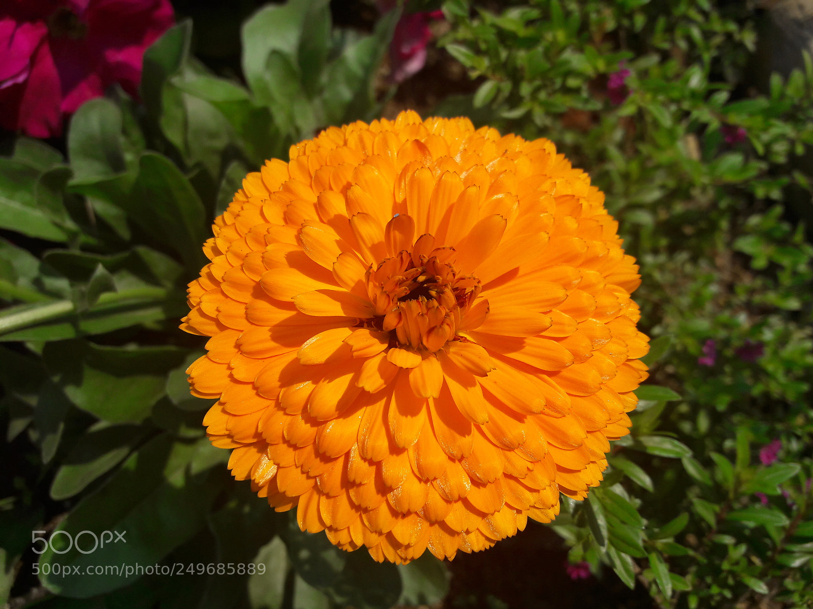 Samsung Galaxy A5(2016) sample photo. Mobile macro photography