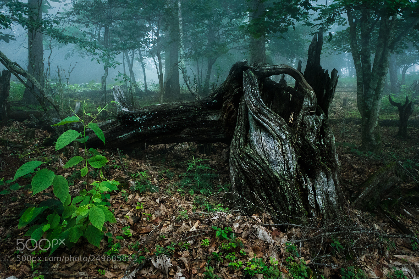 Canon PowerShot G7 X sample photo. Fog forest photography