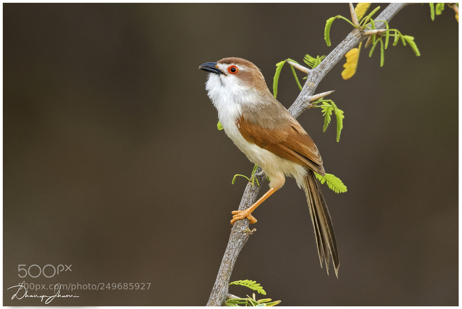 Canon EOS 7D Mark II sample photo. Yellow-eyed babbler photography
