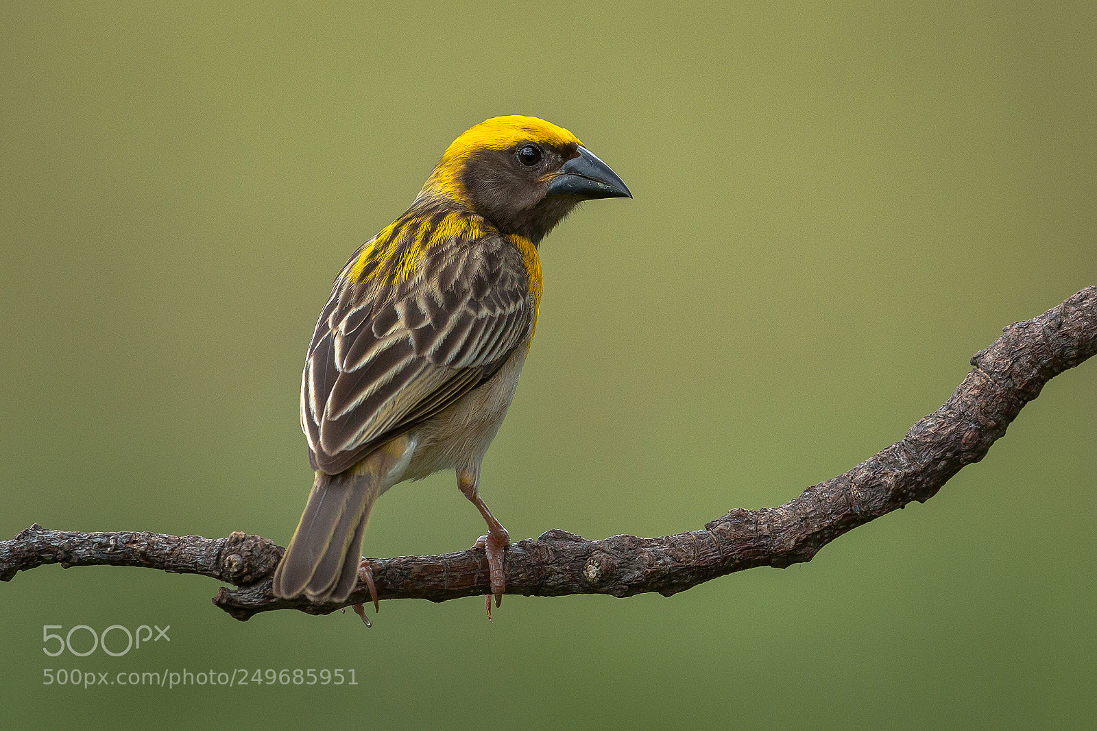 Canon EOS 70D sample photo. Baya weaver male photography
