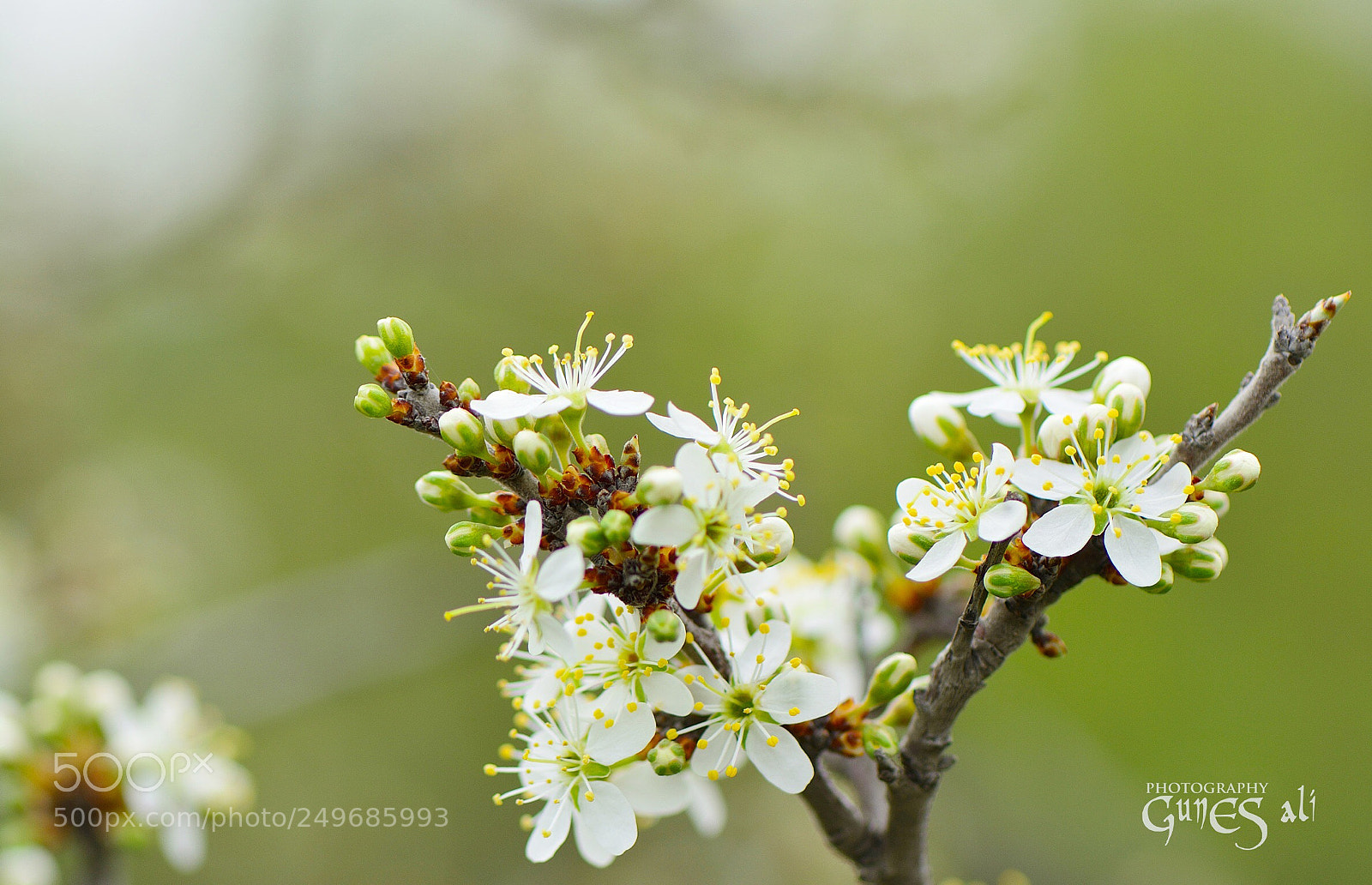 Nikon D7100 sample photo. Bahar photography