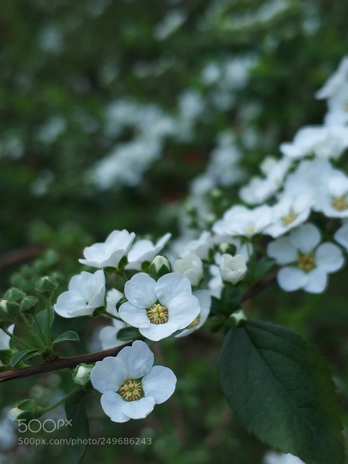 Xiaomi MI6 sample photo. 笑靥花 photography