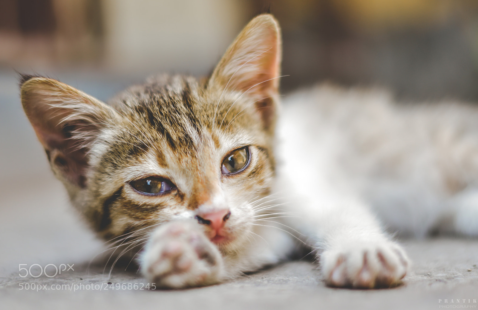 Nikon D5500 sample photo. Lazy kitty photography