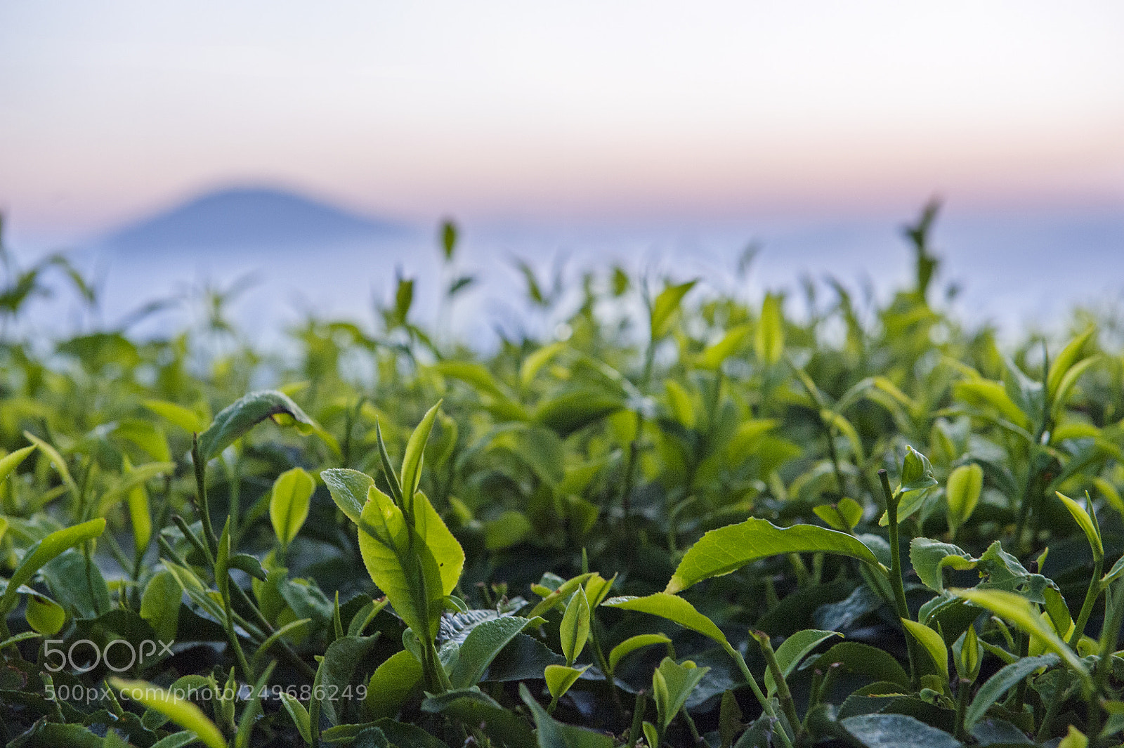 Nikon D700 sample photo. Daun teh photography