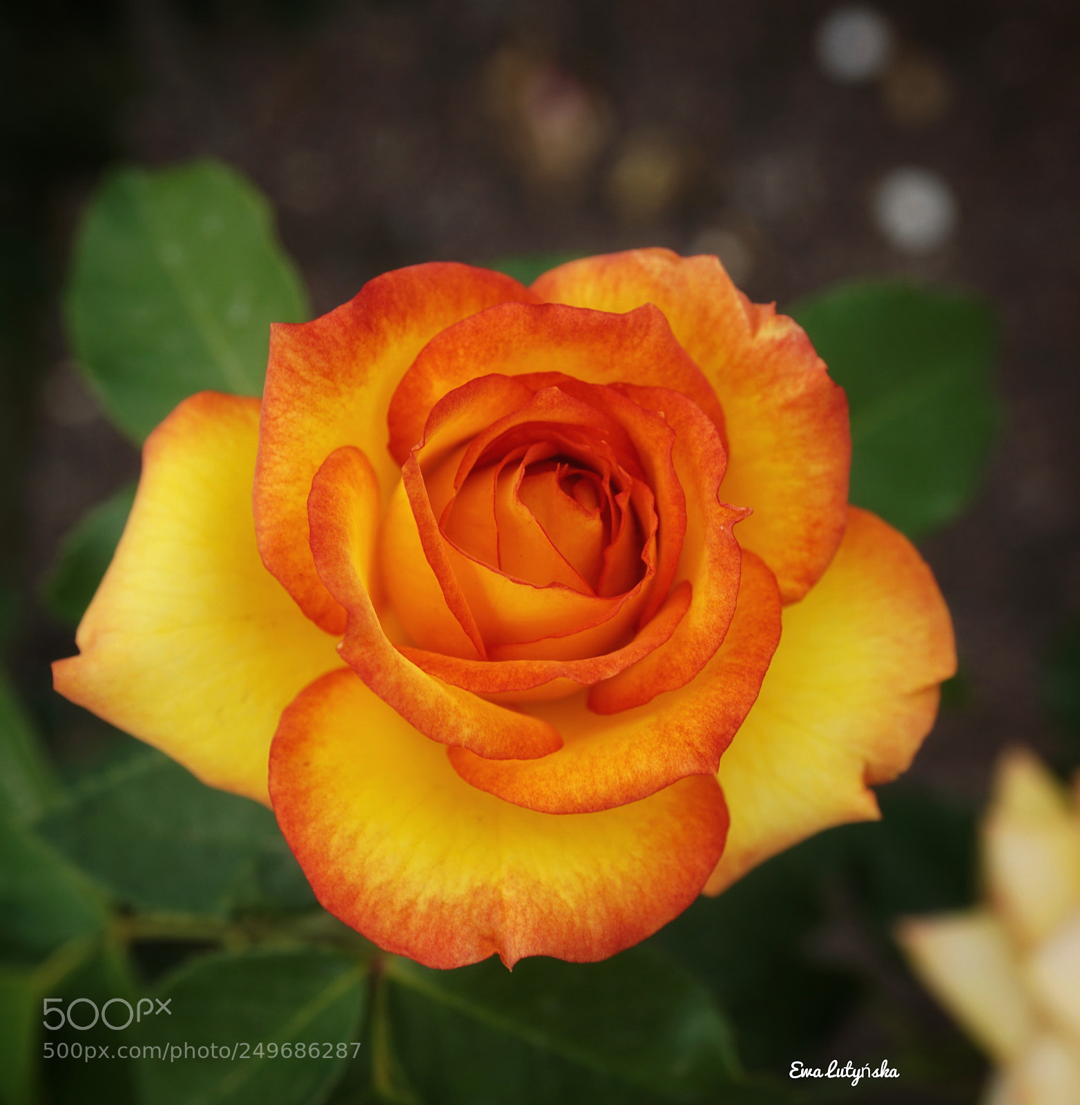 Sony a6000 sample photo. The victoria gold floribunda photography
