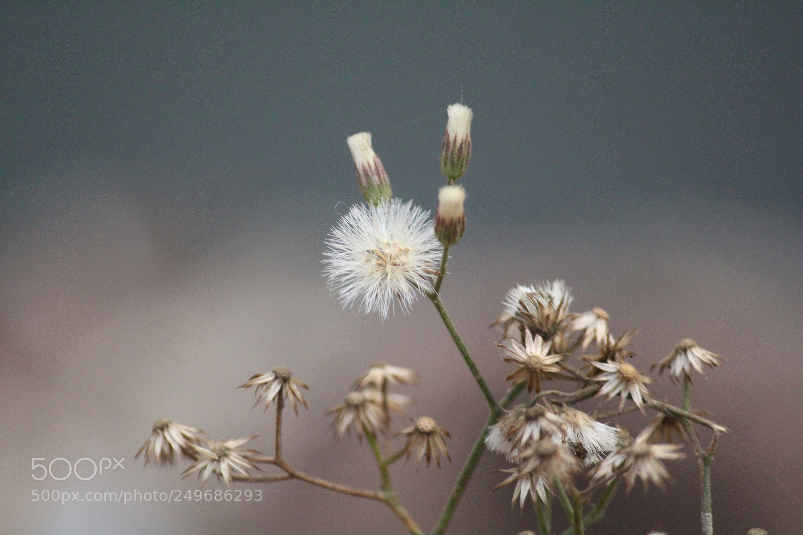 Canon EF-S 55-250mm F4-5.6 IS II sample photo. Dandelion photography