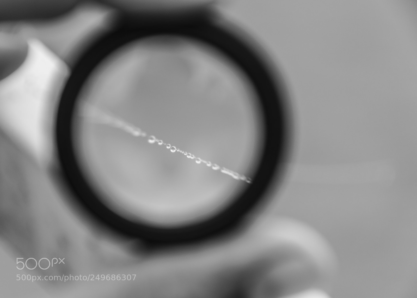 Nikon D5300 sample photo. Macro web photography