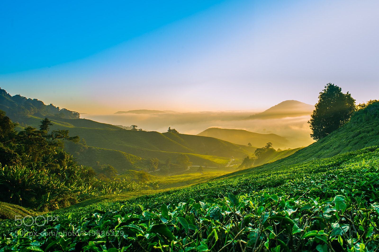 Nikon D700 sample photo. Mfs_9474-1.jpg photography