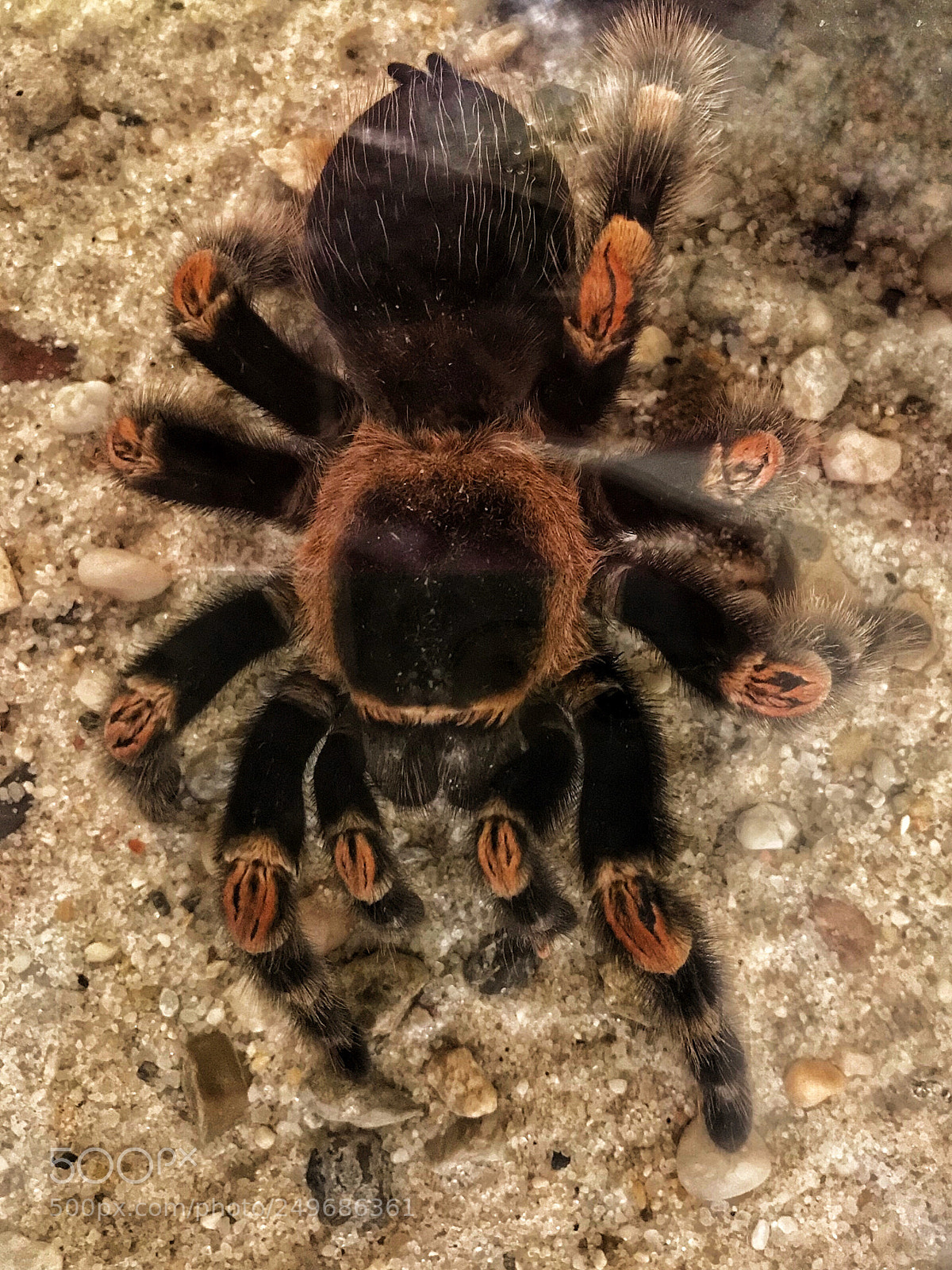 Apple iPhone 7 sample photo. Red knee tarantula photography
