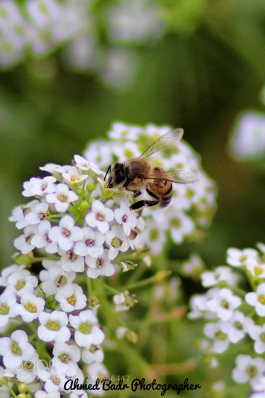 Canon EOS 80D sample photo. Active bee photography