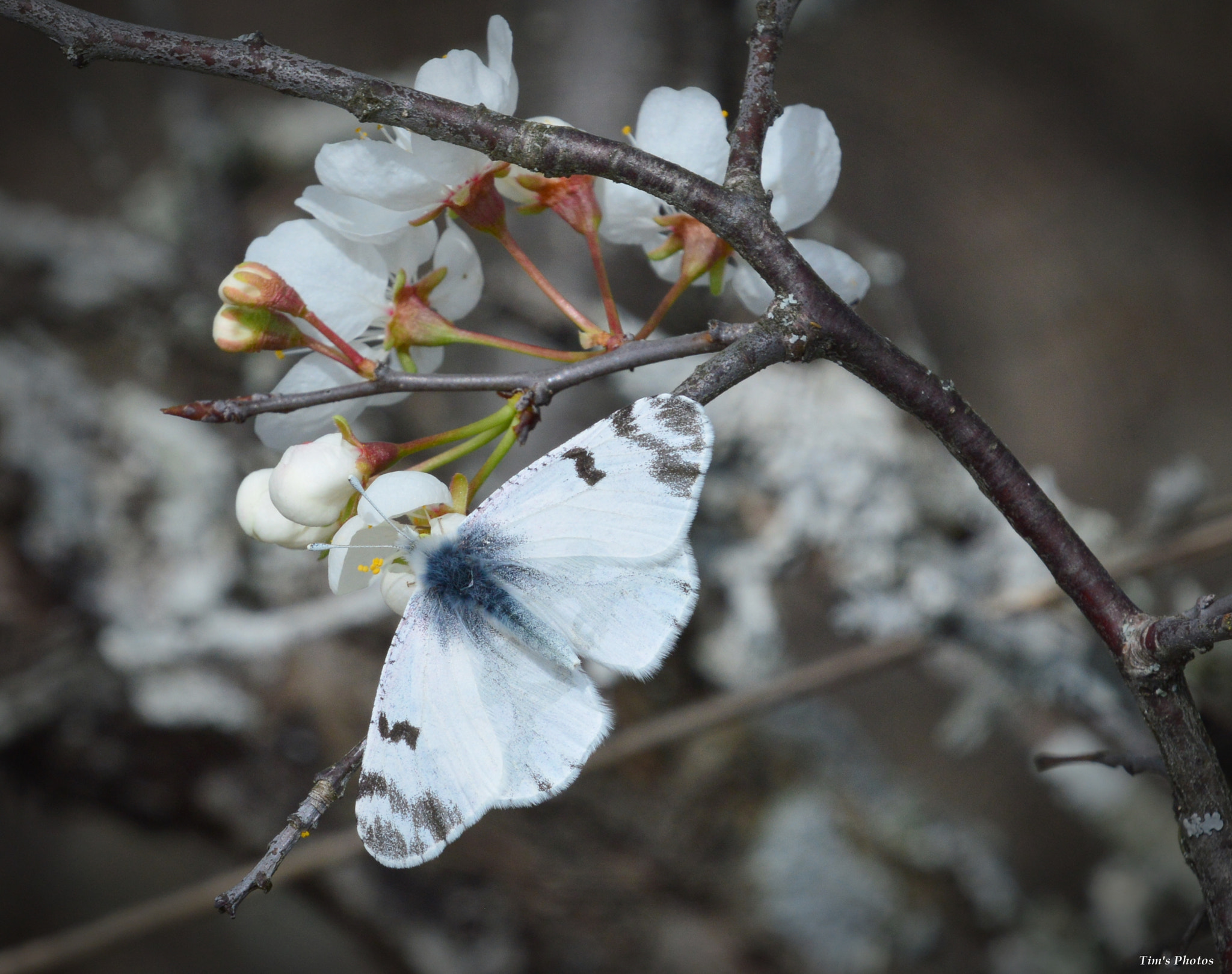 Nikon D3200 sample photo. Spring photography